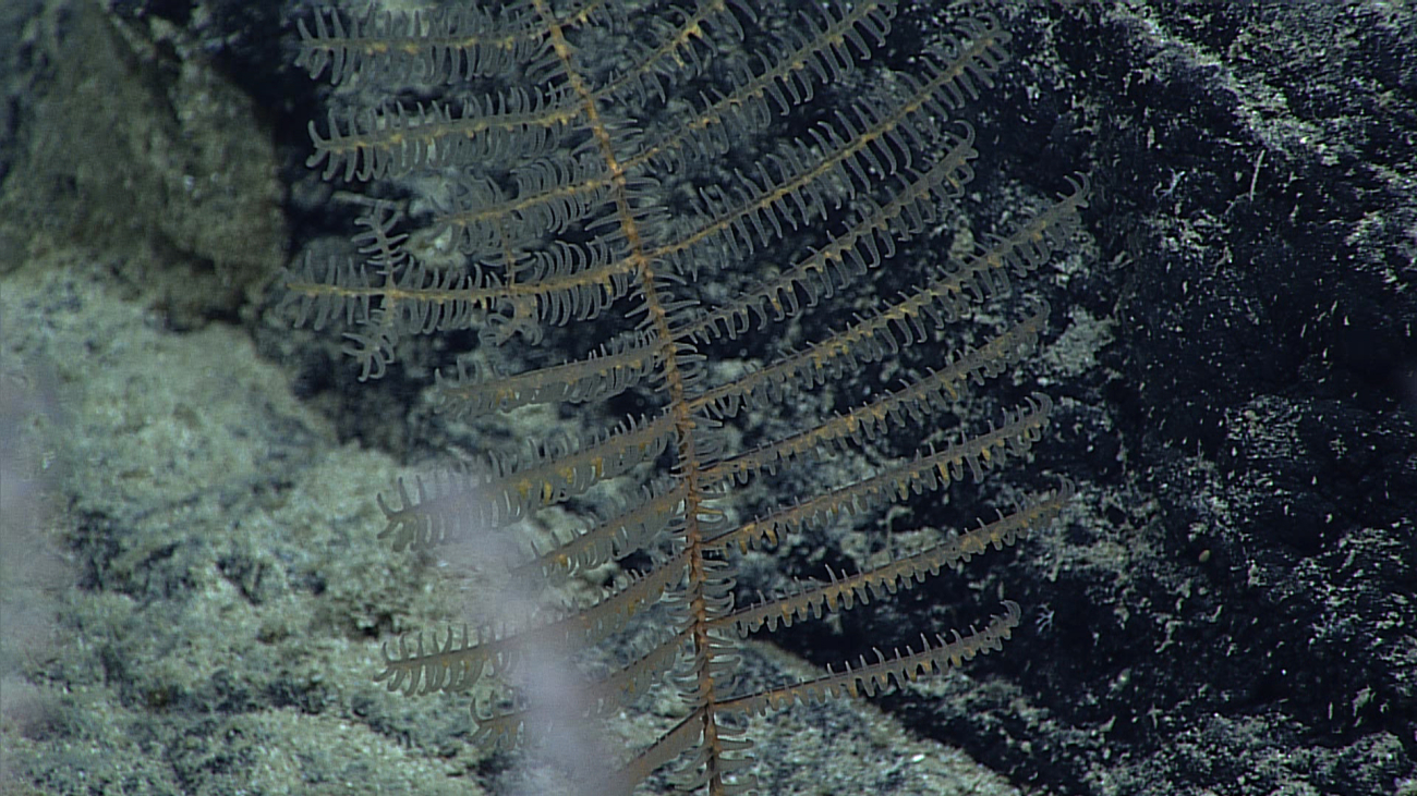 A small black coral with brownish yellow polyps
