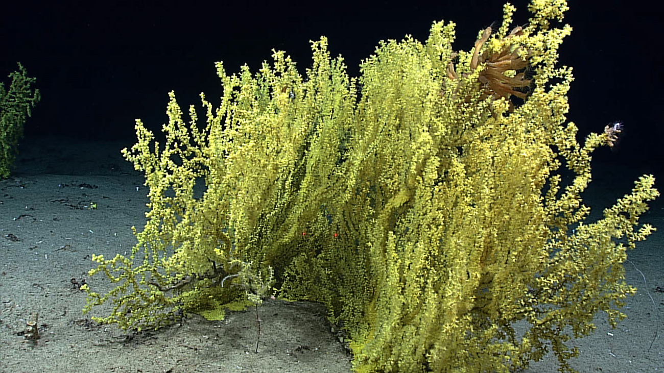 Large gold coral bush with gooseneck barnacles in the upper right of the bush