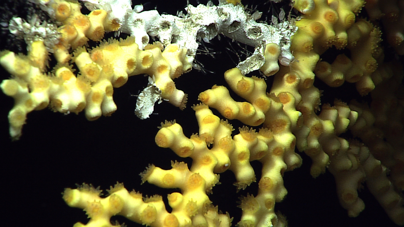 A yellow scleractinian coral of the genus Enallopsammia