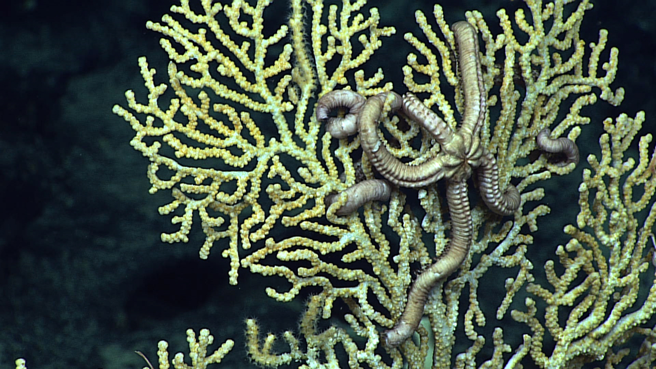 Closeup of the large greyish white brittle star seen in image expn5264