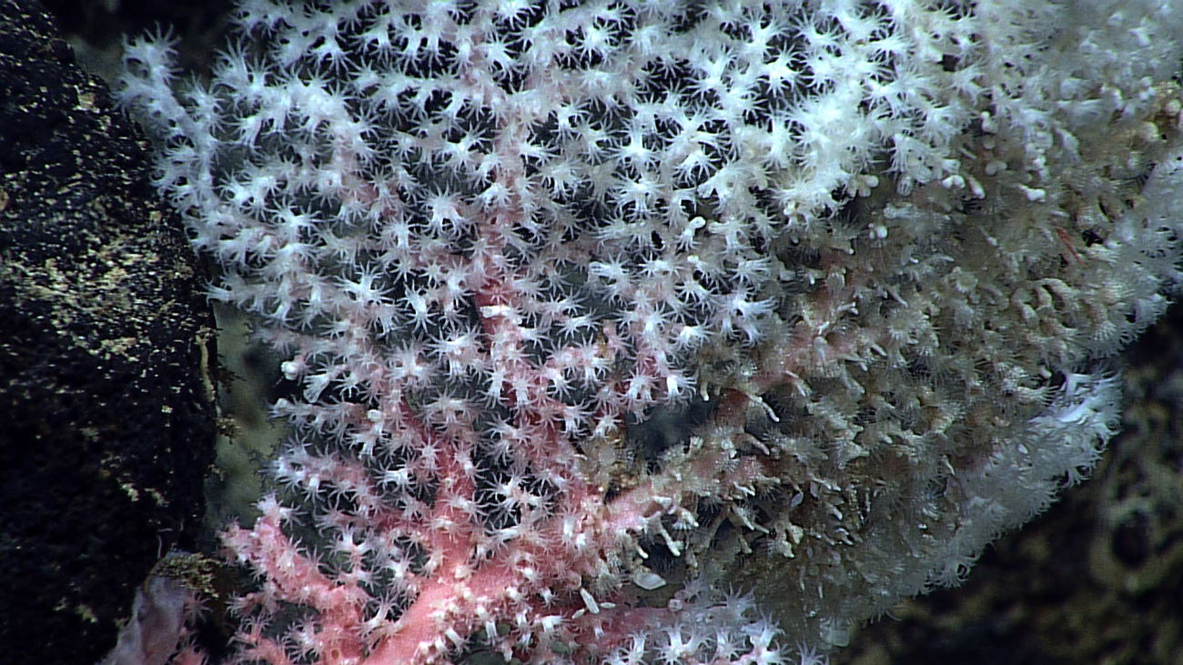 A pink corallium bush with white polyps