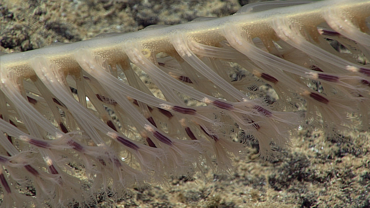 Closeup of the polyps of a rock sea pen