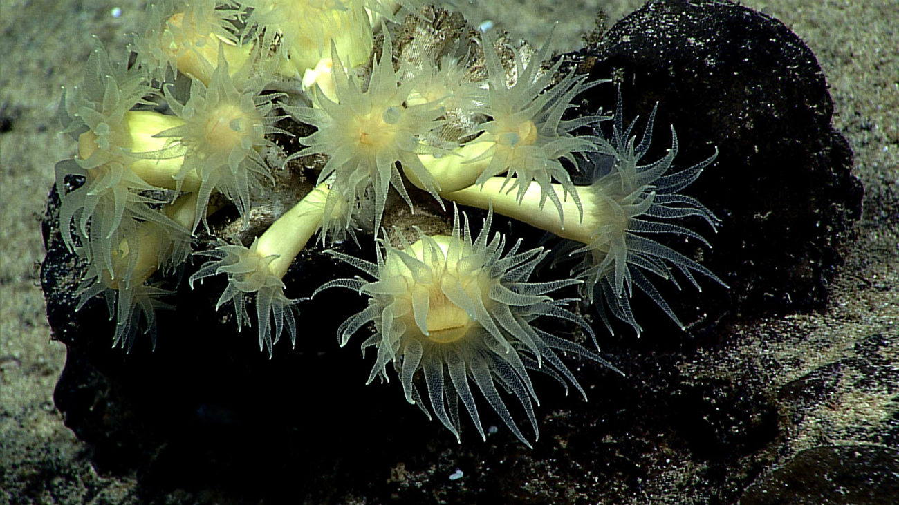 The deep sea scleractinian coral Eguchipsammia fistula