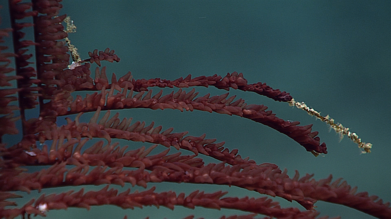 Polyps of a vivid red black coral