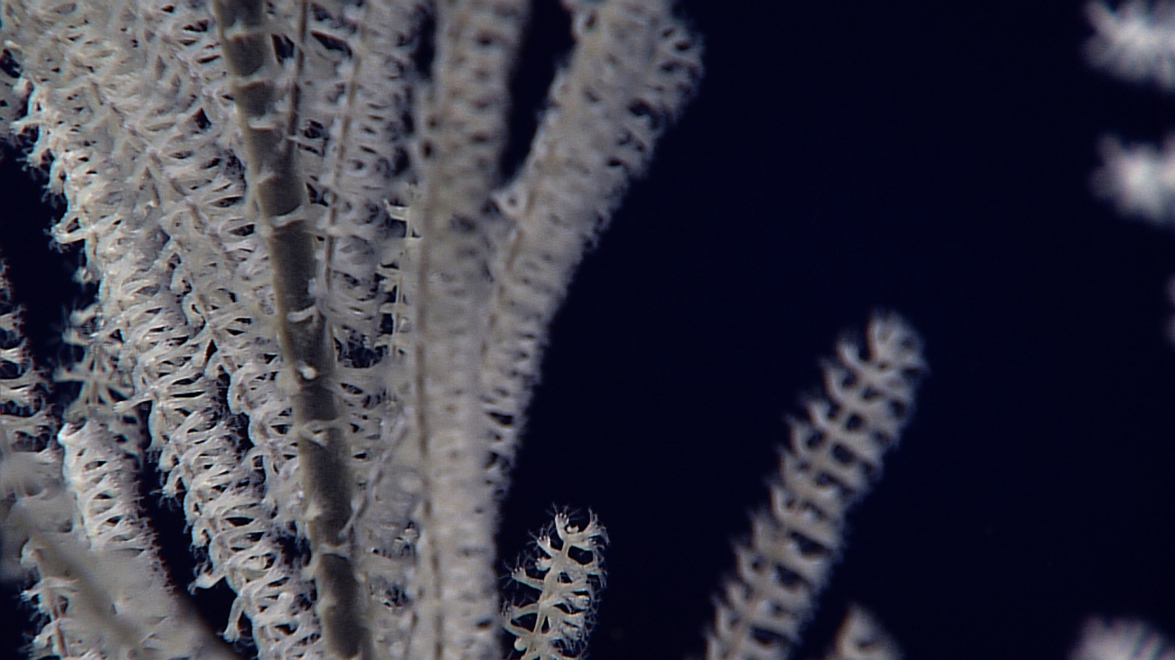 Closeup of polyps of primnoid coral in image expn5298