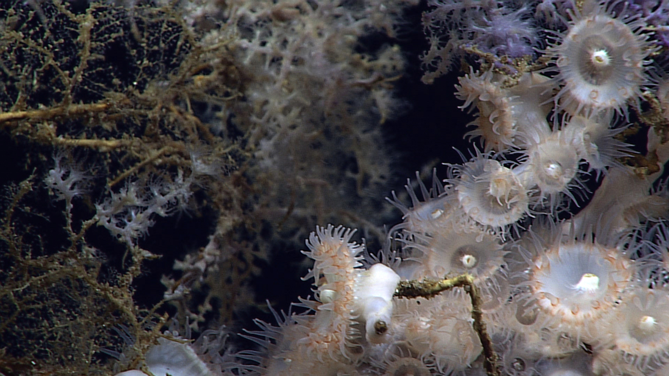 Closeup of the large white zoanthids seen covering the dead coral branches inimage expn5303