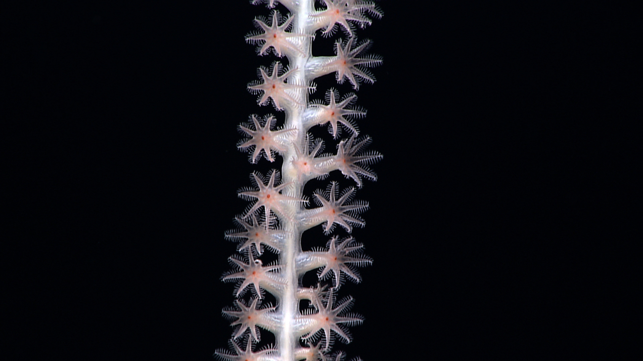 Closeup of polyps of bamboo whip coral seen in image expn5307