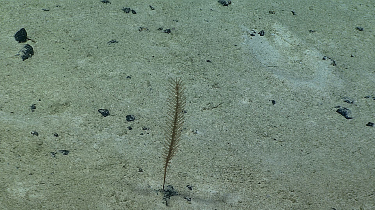 An octocoral sea pen? or a black coral?
