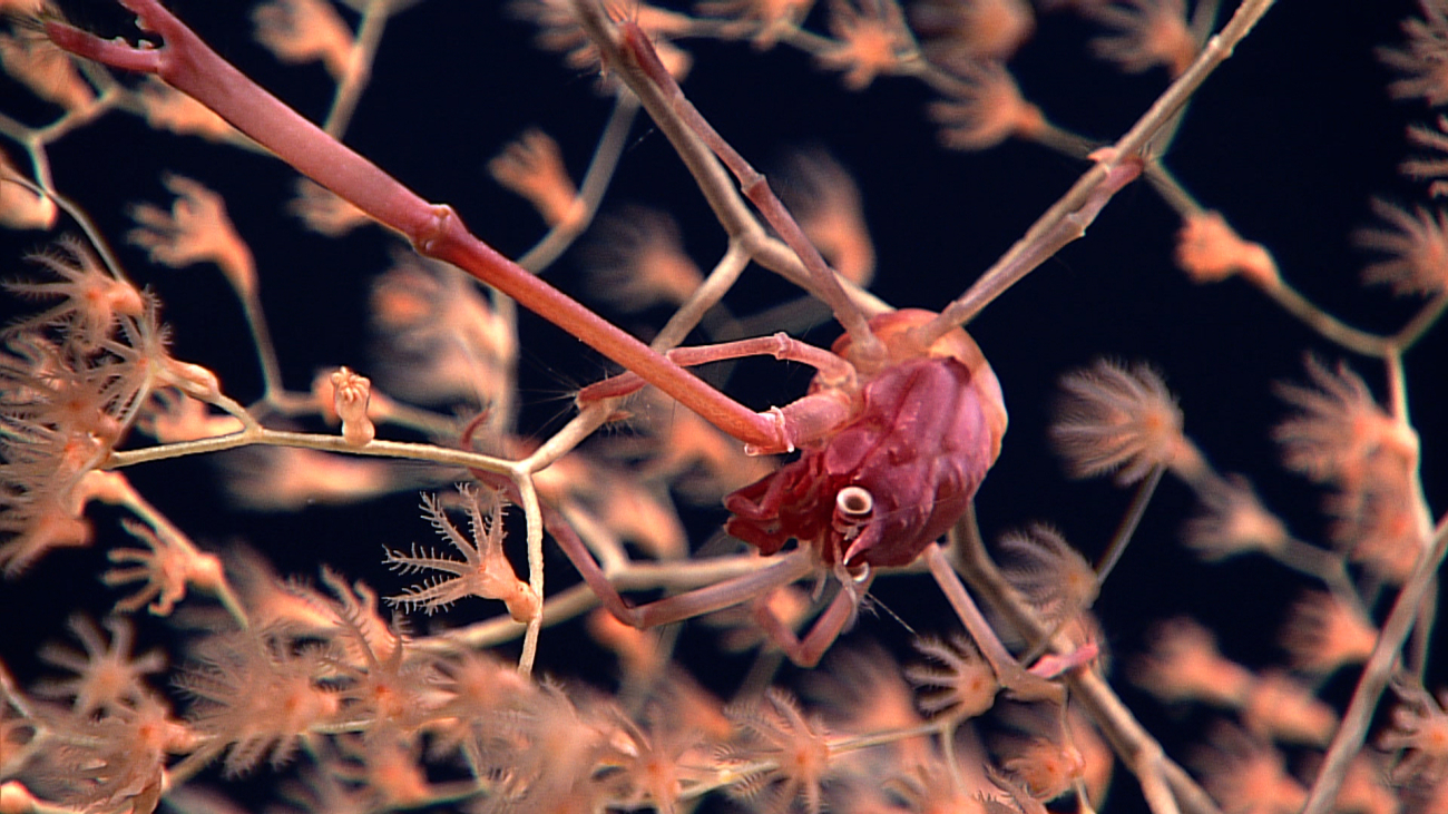 Closeup of the chrysogorgid coral and pink squat lobster seen in image expn5331