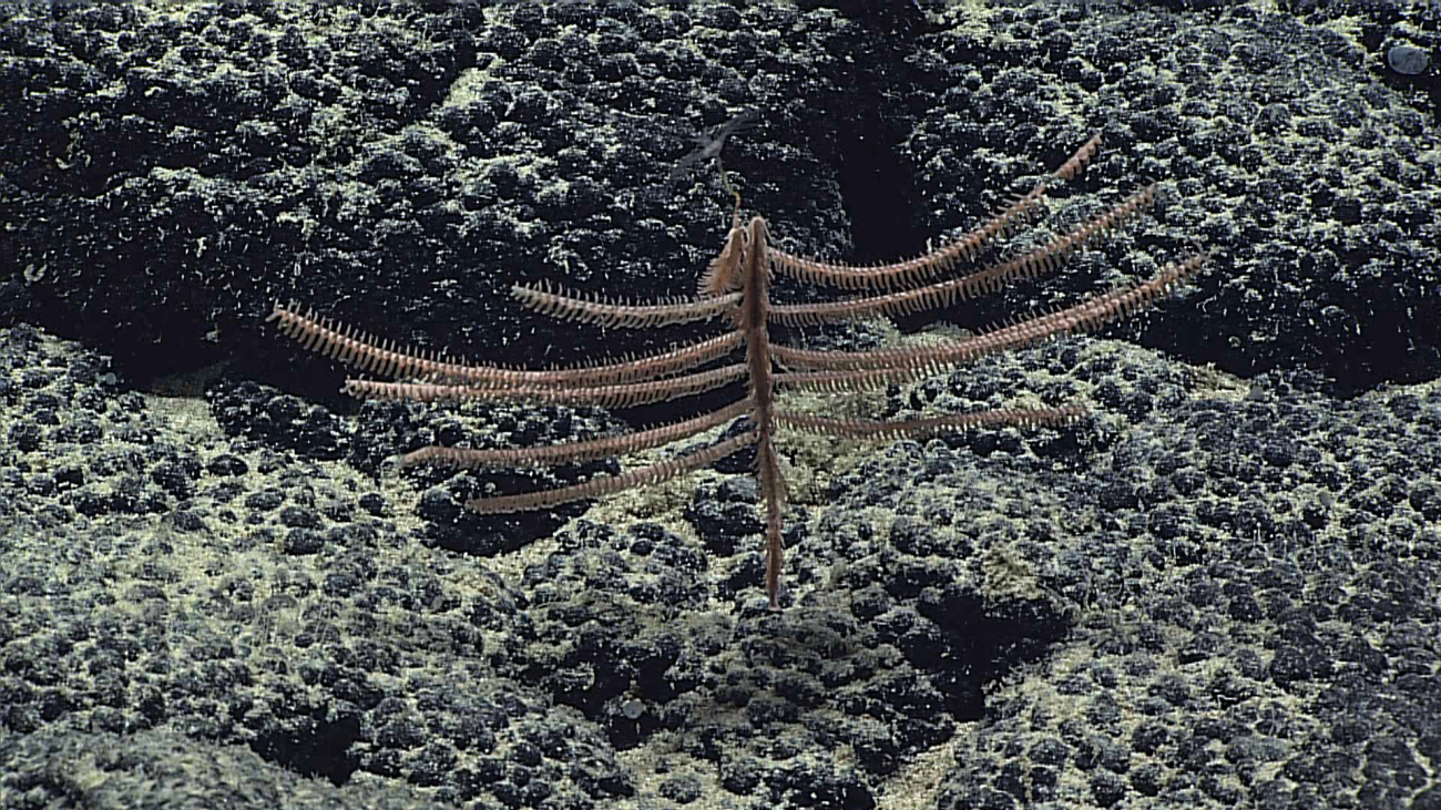A small brownish Bathypathes alternata black coral on a botyroidal manganeseencrusted substrate