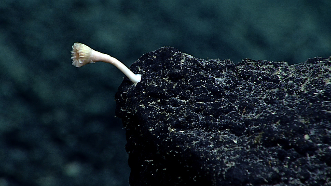 A long-stalked cup coral on a basalt rock surface