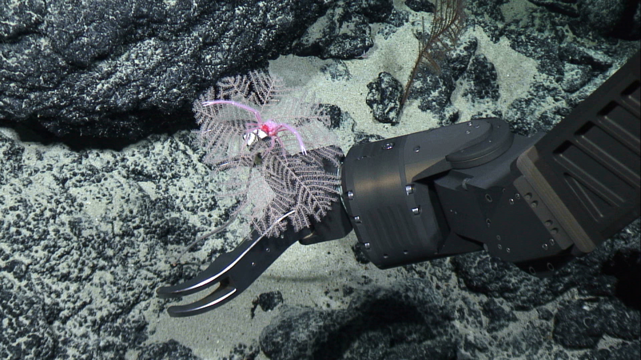 The manipulator arm of Deep Discoverer sampling the black coral seen inimage expn 5341
