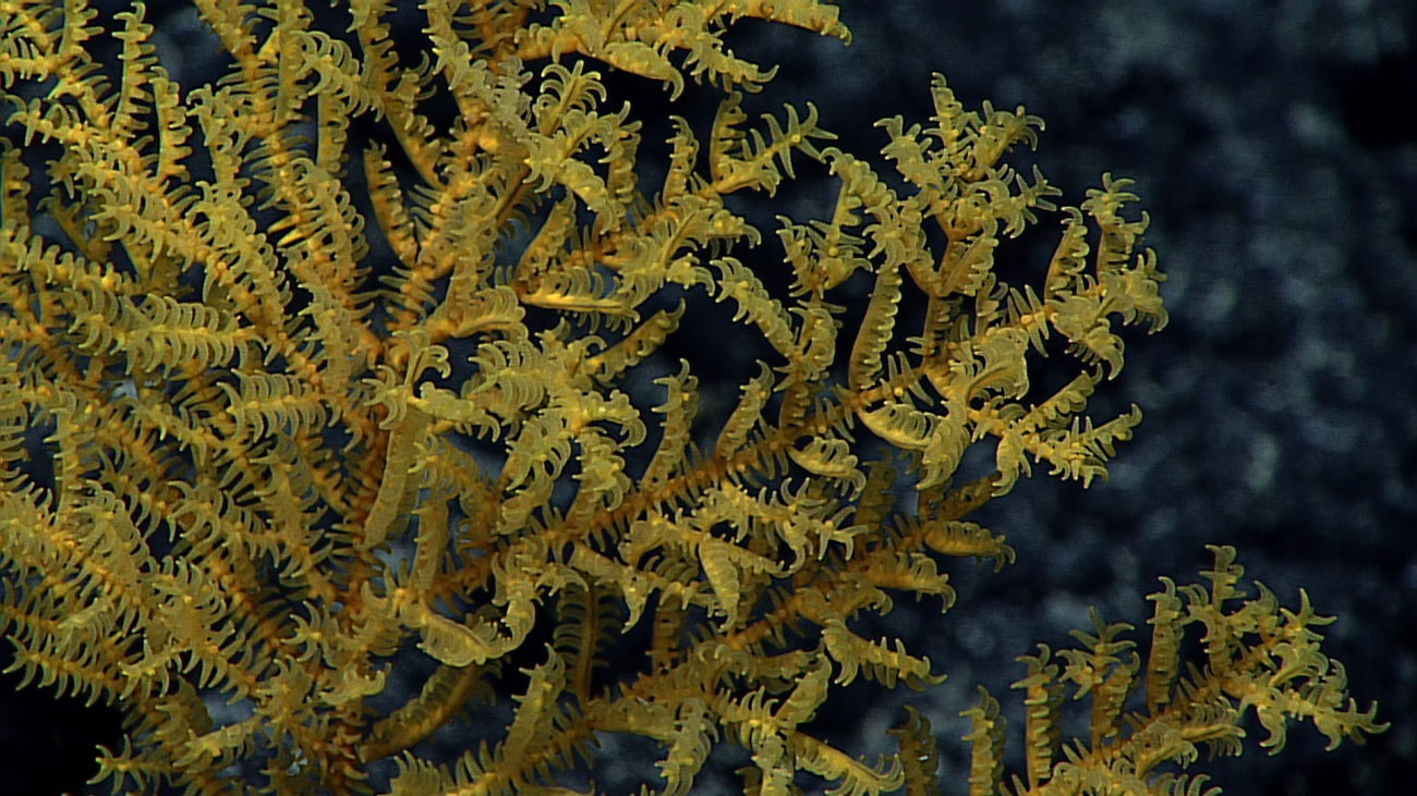 A gold black coral