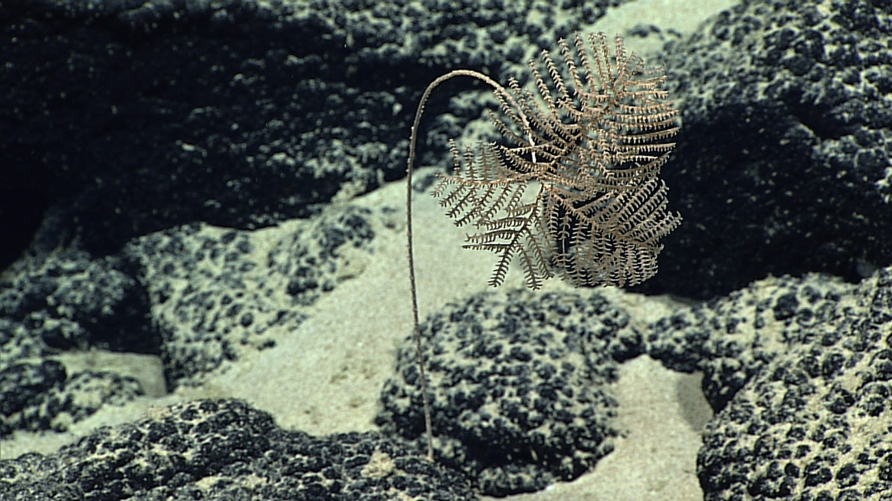 An Umbellapathes sp