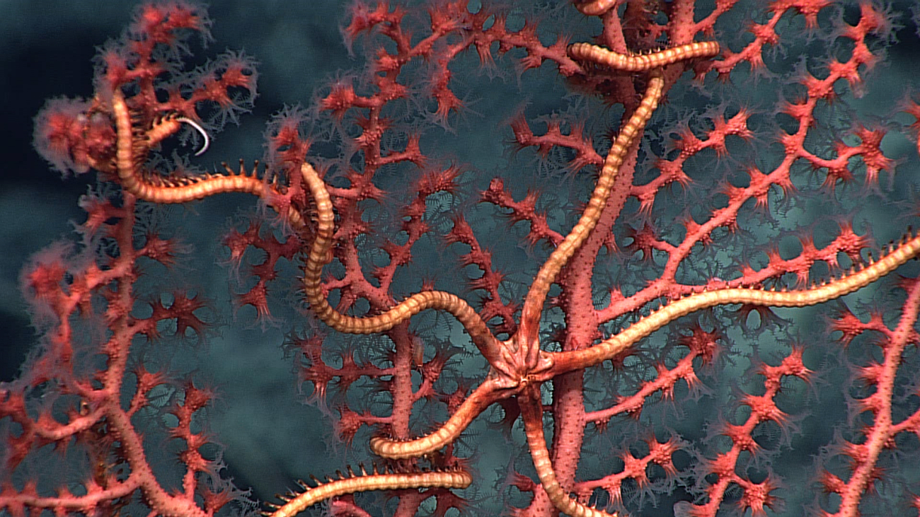 Closeup of the brittle star on the red Corallium sp
