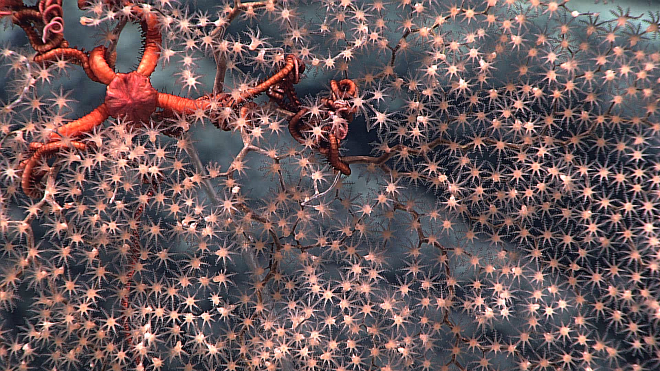 Red brittle star seen in branches of chrysogorgid coral seen in image expn5361