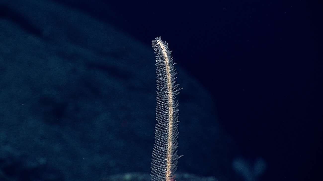 A different view of the black coral seen in image expn5369
