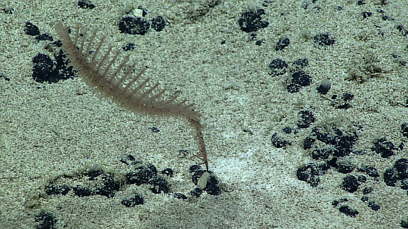 A small black coral attached to a rock surface in an area almost covered bhywhite sand substrate