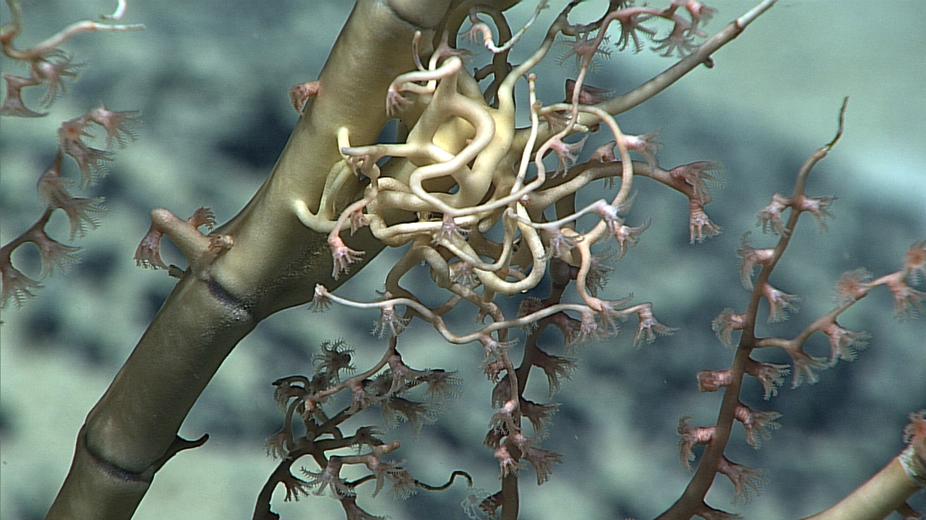 An odd snarled coral growth on the side of a large bamboo coral branch
