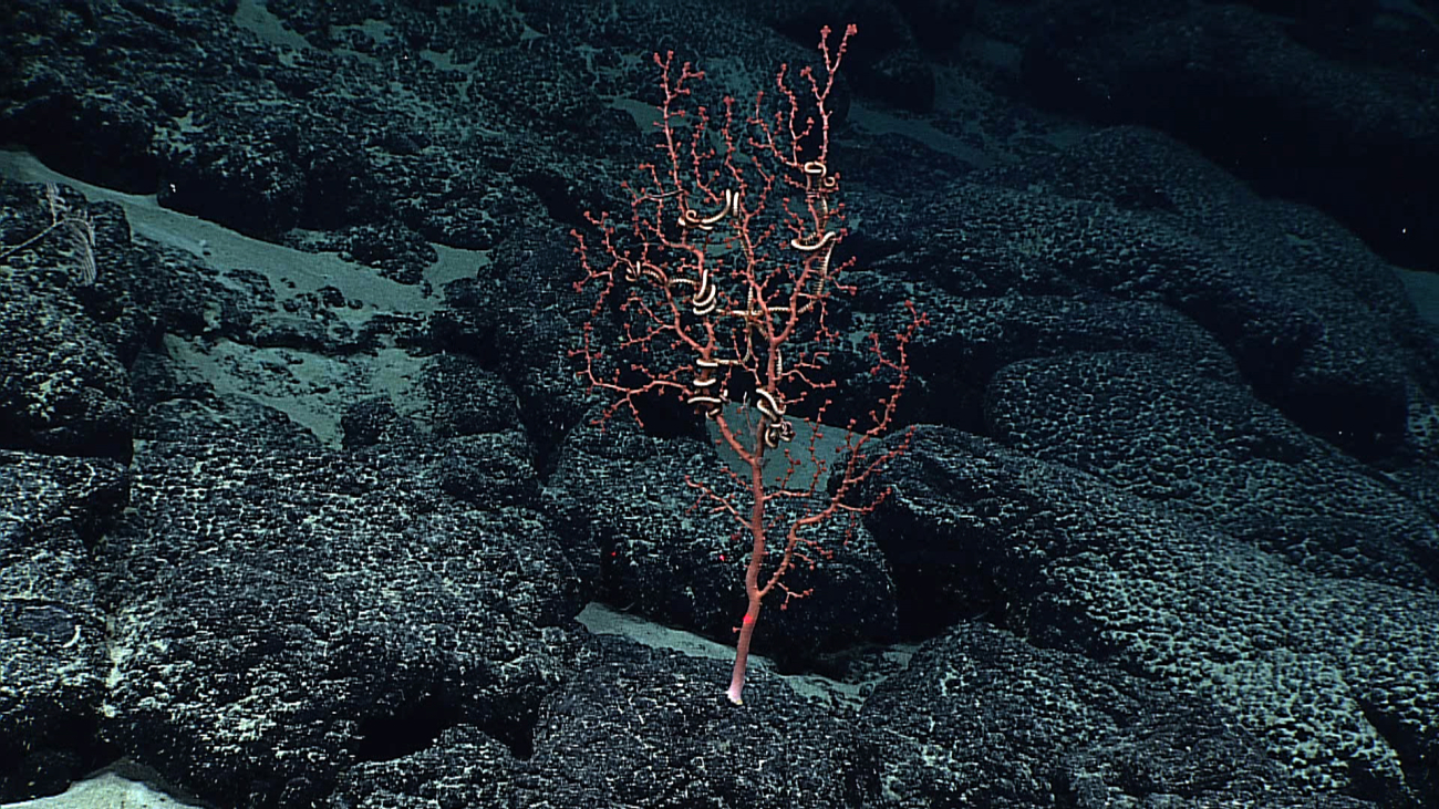 A red corallium coral with commensal brittle stars growing on a botryoidalmanganese crusted substrate