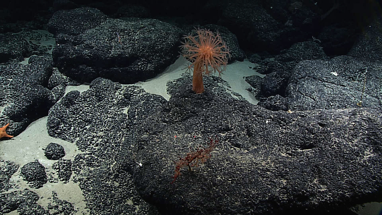 The alcyonacean coral Anthomastus steenstrupsi with a smaller coral bush in theforeground on a rock substrate