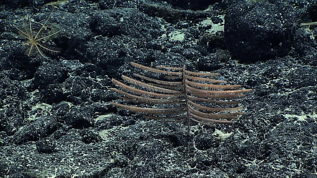 A bilaterally symmetrical light brown black' coral bush