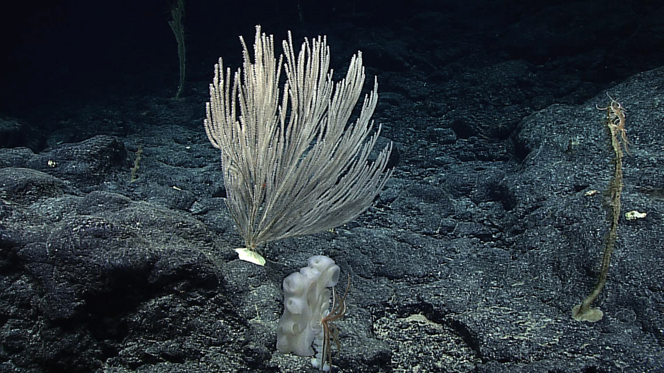 A large white primnoid coral bush is seen in the center of the image while aglass sponge with feather star crinoid is in the foreground