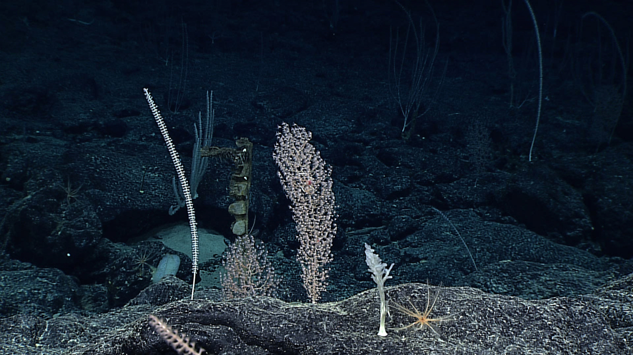 A bamboo whip coral, two chrysogorgid coral bushes, a white sponge, and ayellow-brown crinoid are in the foreground of this image