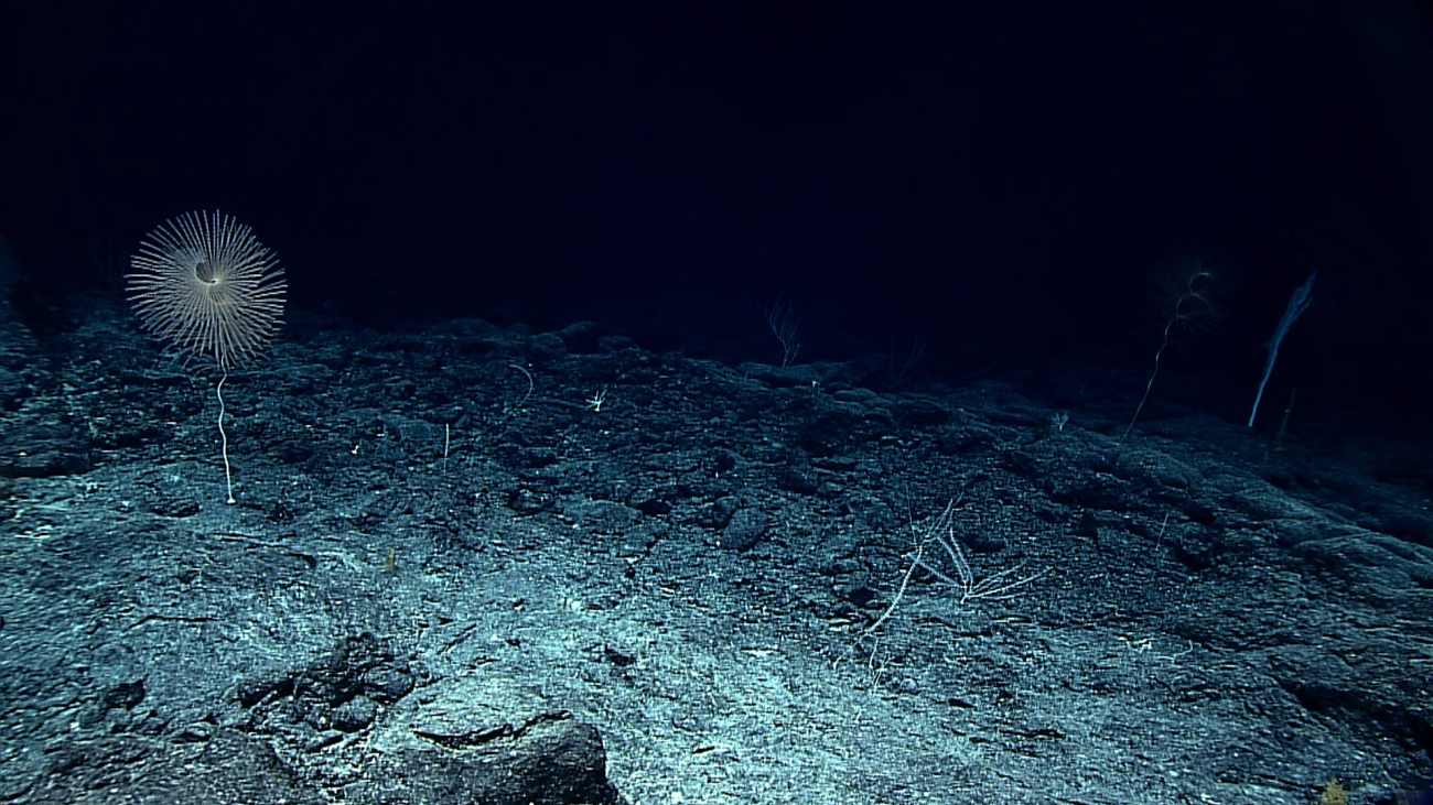 An Iridogorgia bella coral on the left