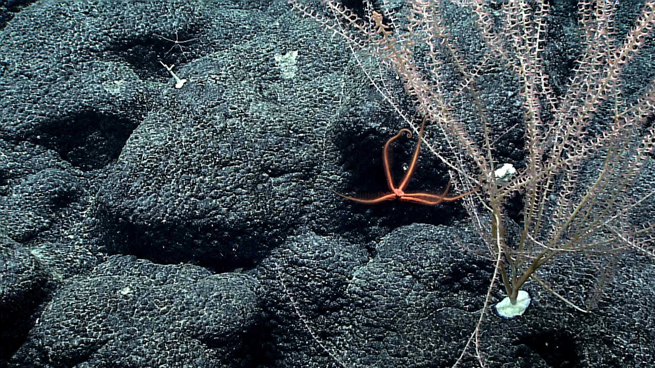 Closeup of bamboo coral with brittle star apparently parachuting to theseafloor
