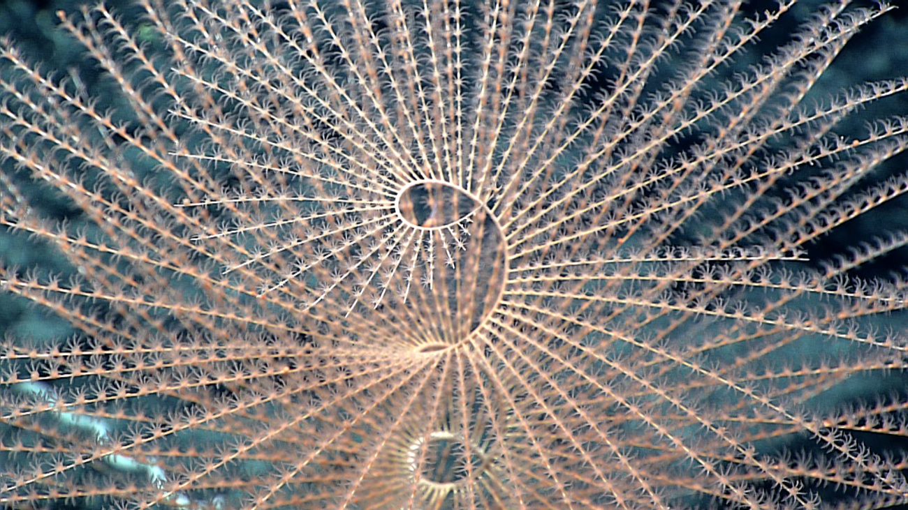 Iridogorgia magnispiralis gorgonian coral