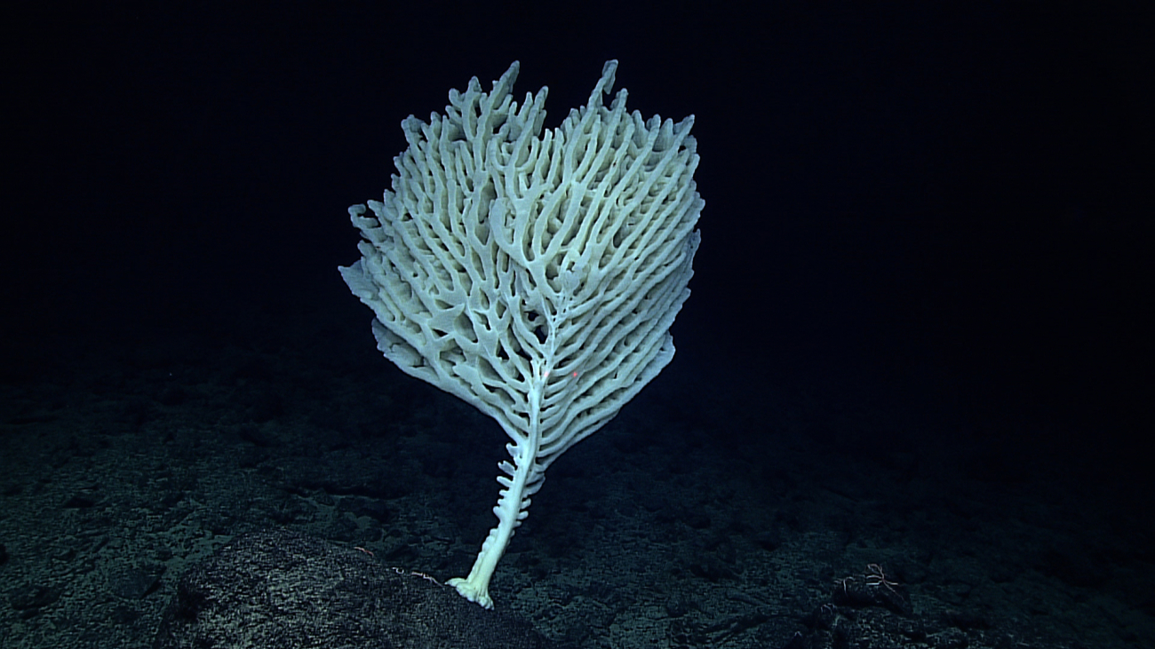 An extremely old Farrea nr occa erecta sponge found 2660 meters deep atMcCall Seamount