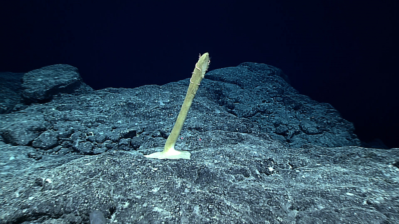 Stalk of a dead Poliopogon sponge with associated brittle star