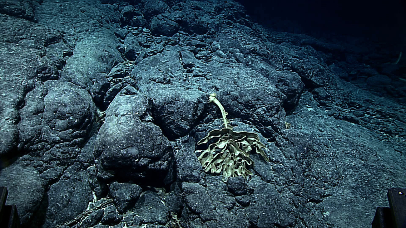 A dead Farrea occa erecta sponge that has fallen over