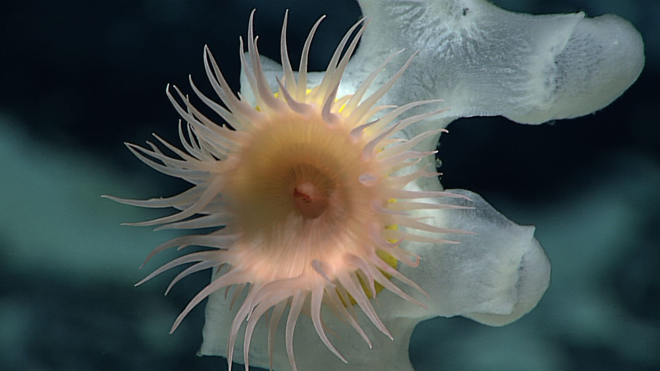 A peach-colored anemone with yellow base attached to a Farrea occa erectasponge