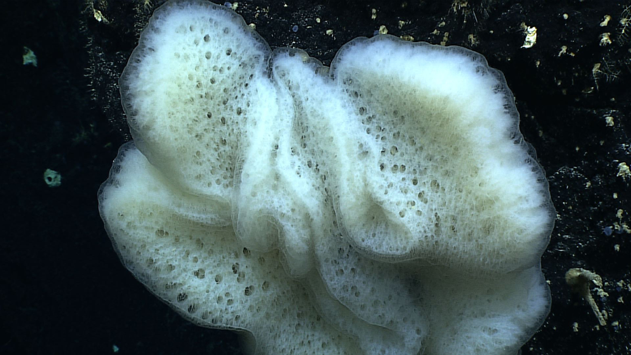 Demospongiae? or hexactinellid sponge?