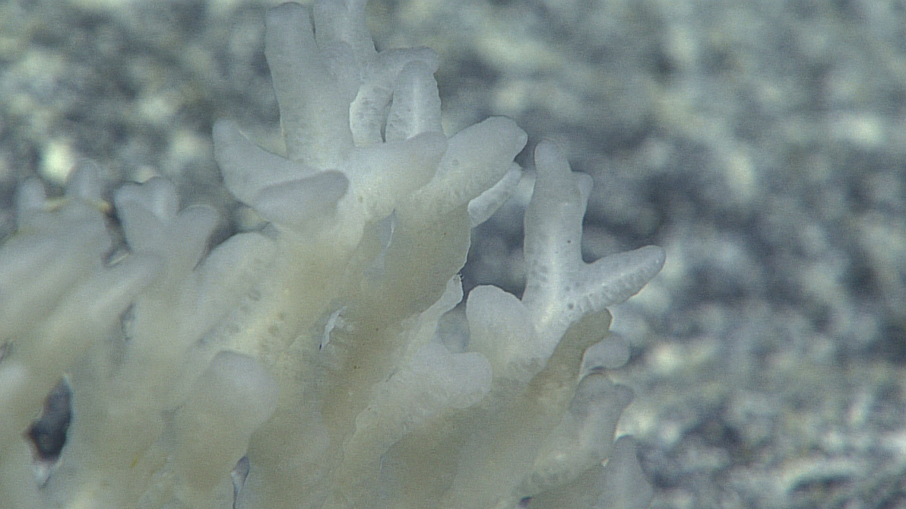 Closeup of the tips of the branches of the small branching sponge seen inimage expn5519