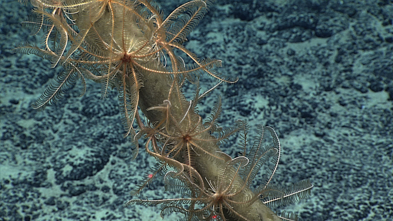 Feather star crinoids on the stalk of a dead sponge