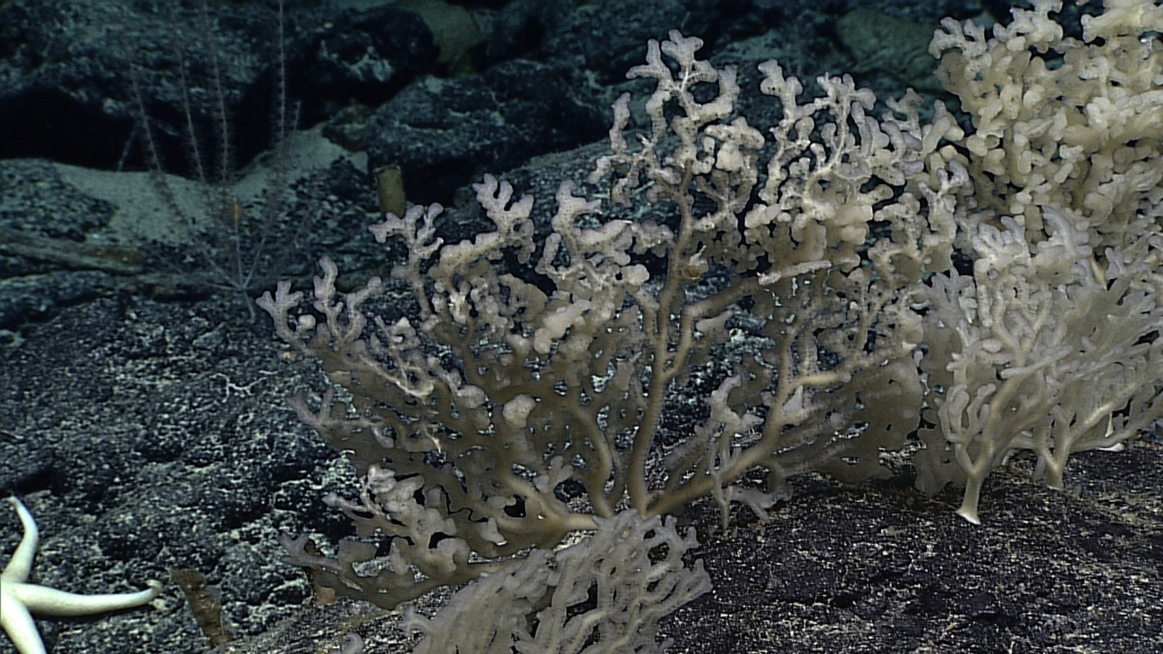 Closeup of branches of sponges seen in image expn5526