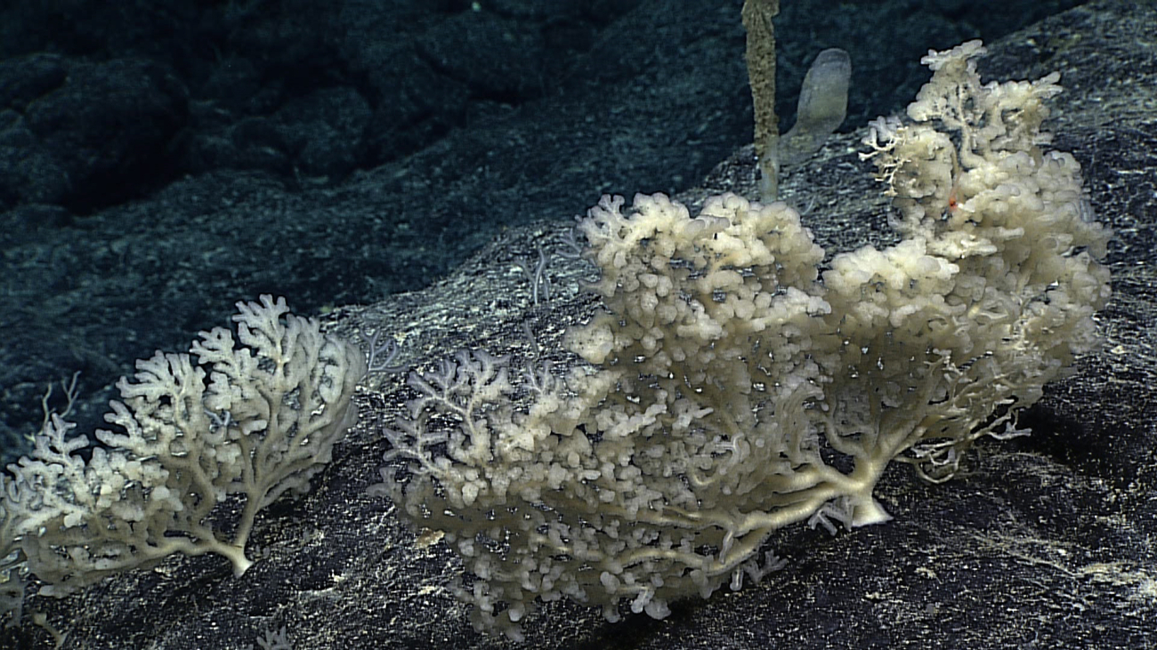 Closeup of sponges seen in image expn5526