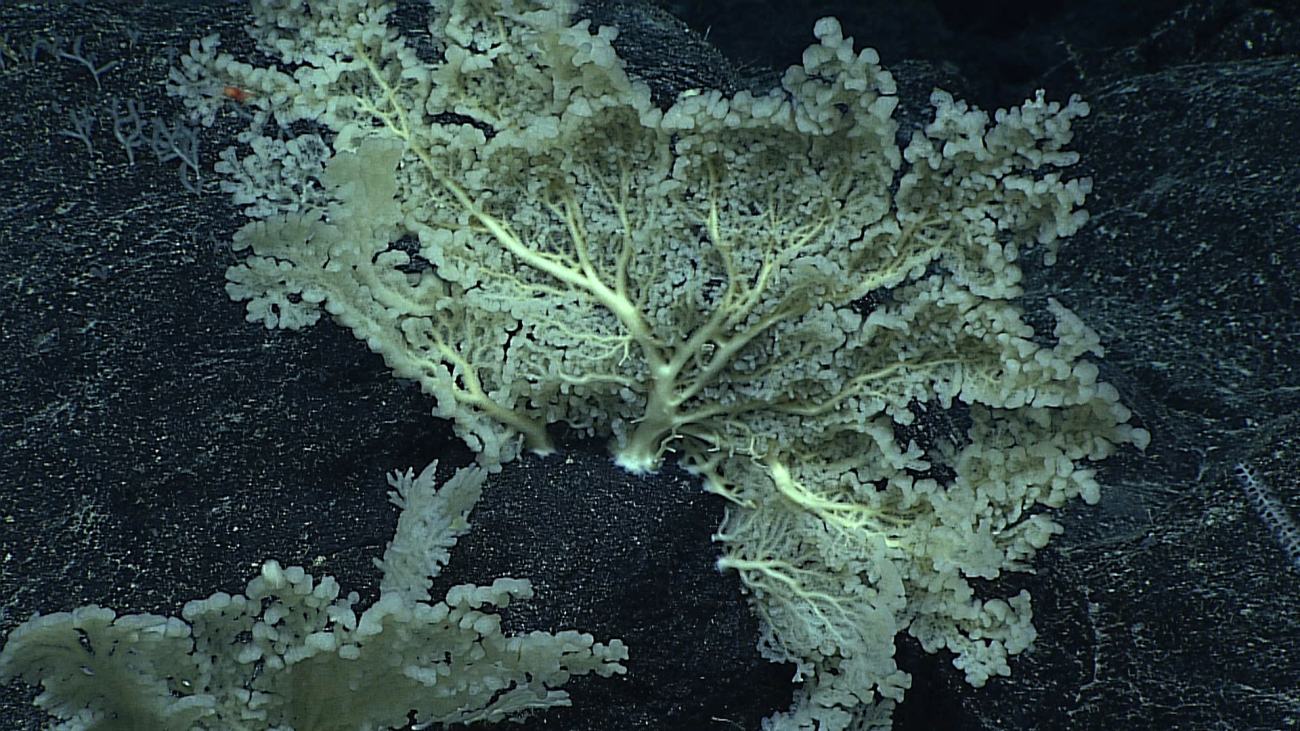 Relatively large branching sponge