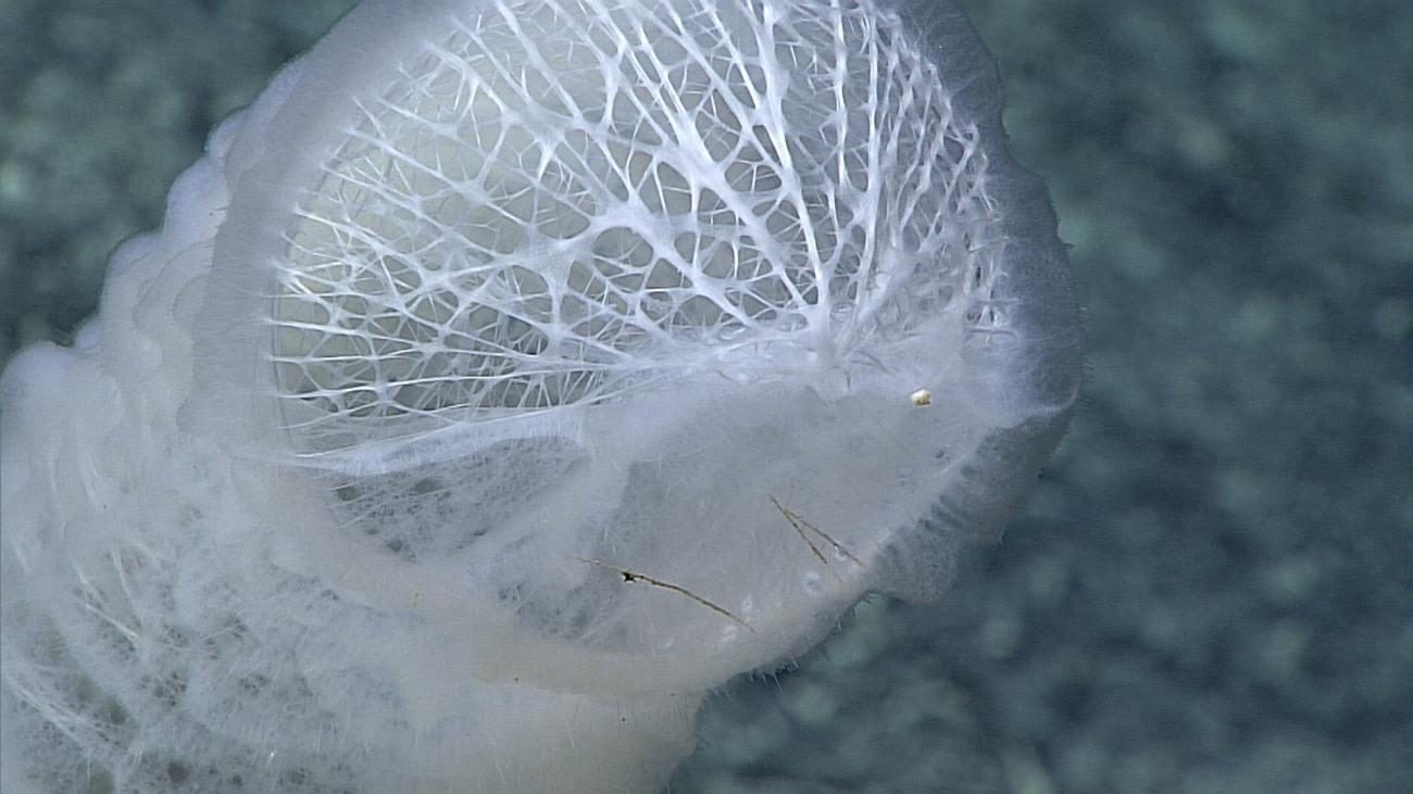 This vase sponge at 2100 meters is home to organisms such as shrimp andbrittle stars