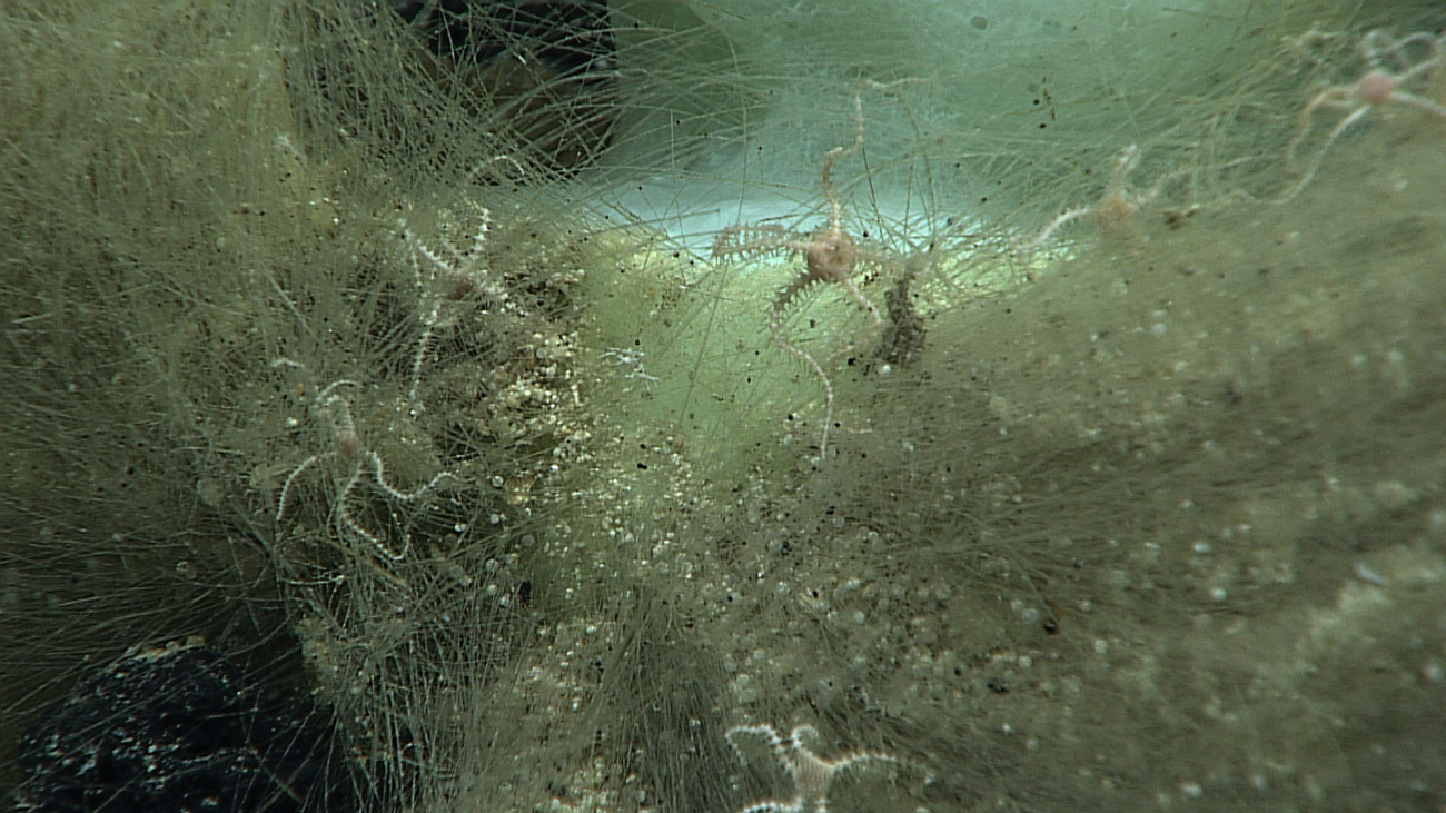 Little ophiuroids, better known as brittle stars, living on the holdfast of thissponge on Karin Ridge