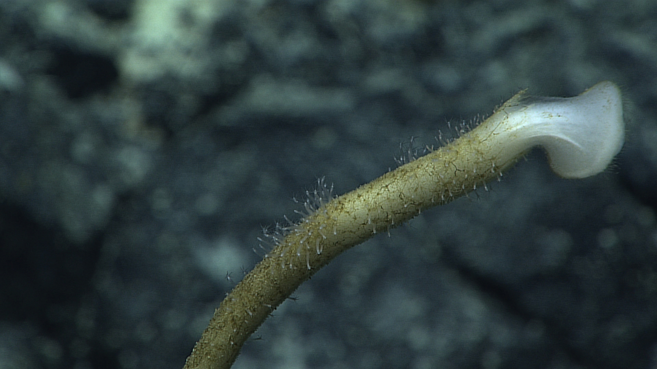 Stalk of sponge that appears to still be alive at tip