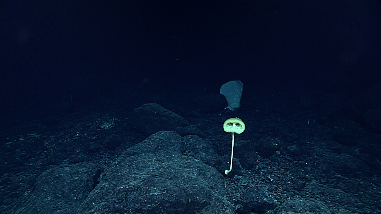 A Bolosoma sponge in the foreground