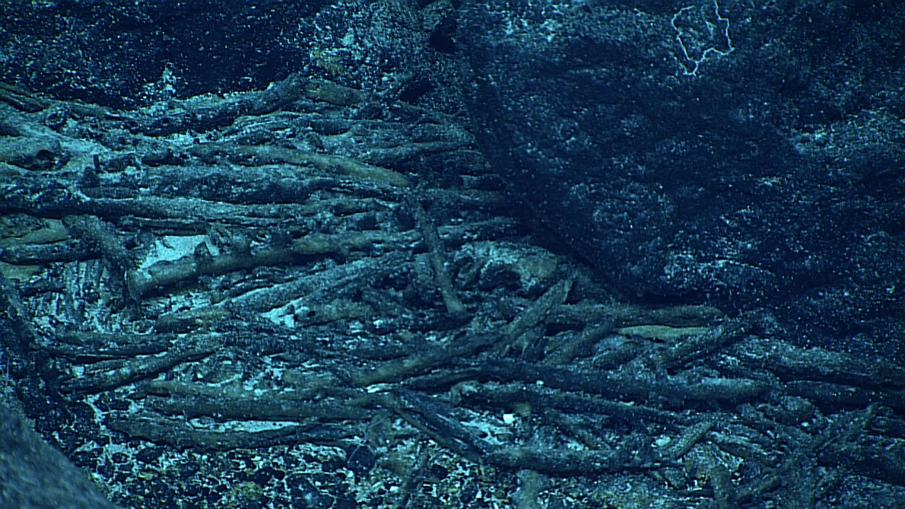 Remains of stalks of dead sponges