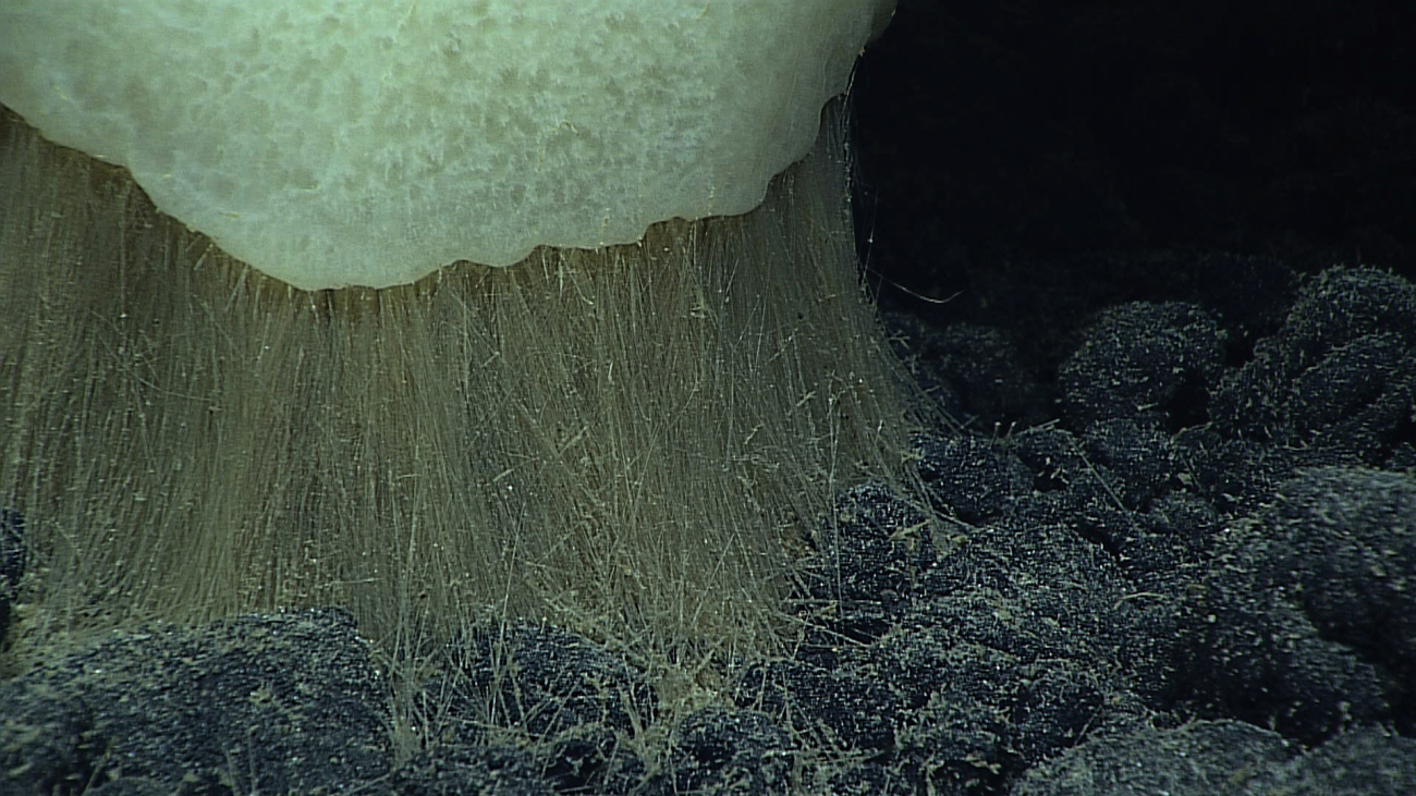 Anchor spicules of a large sponge