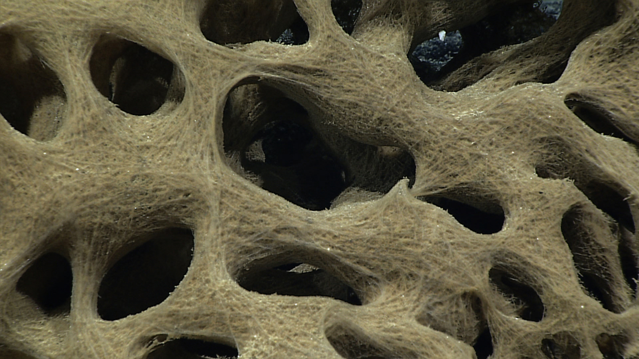 Closeup of the structure of a dead hexactellinid sponge