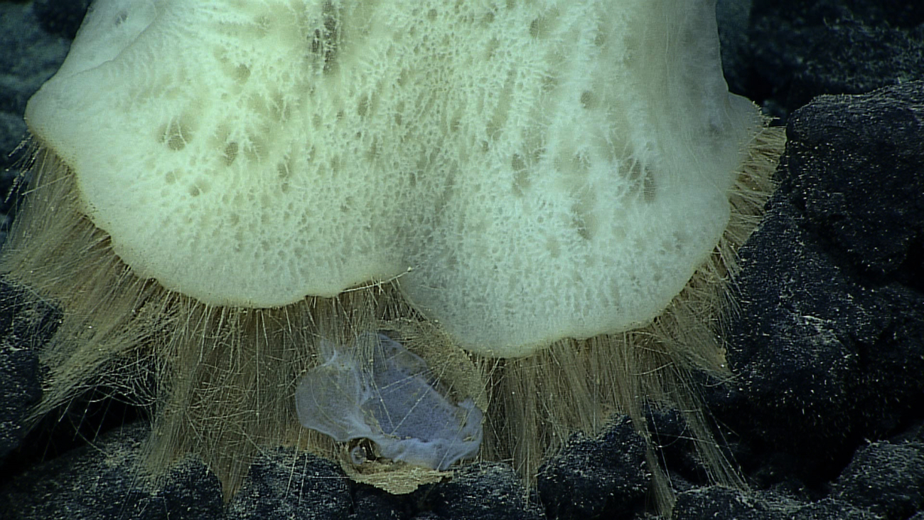 Base of Poliopogon sponge seen in image expn5586
