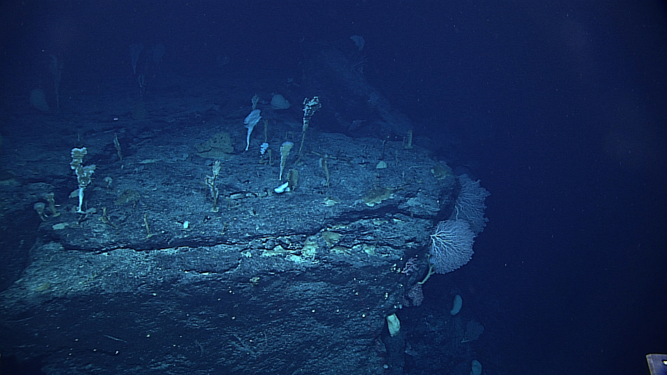 A scene dominated by hexactellinid sponges - primarily Tretopleura sp